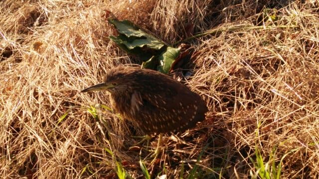 この鳥知っている方教えて下さい