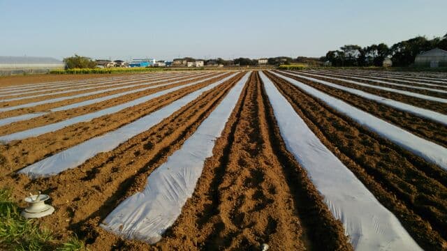 ３月２５日トウモロコシ種まき