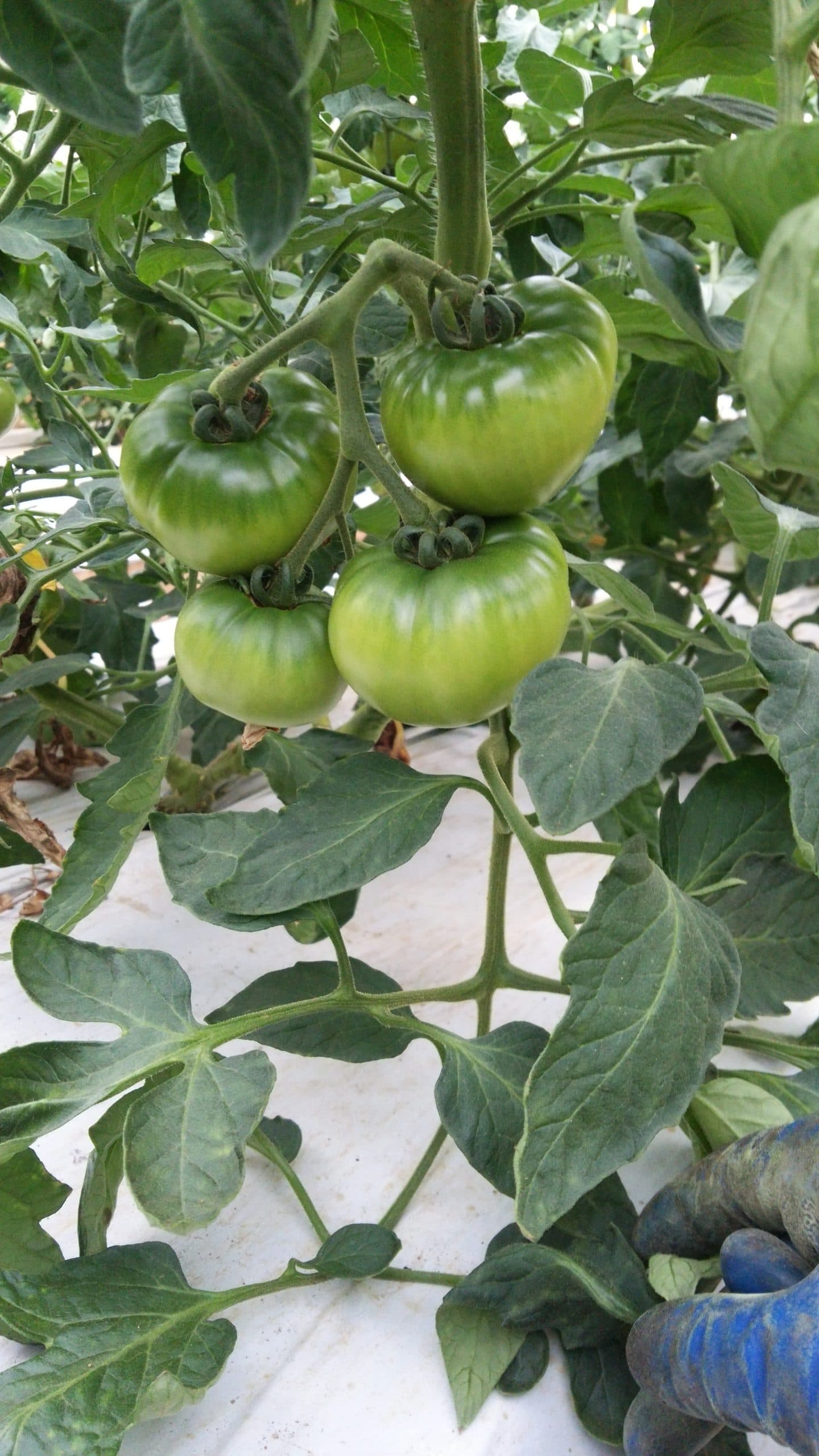 トマトの摘果