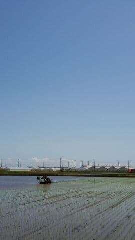 ゴールデンウィークの田植え