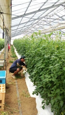 トマト収穫開始　葉かき