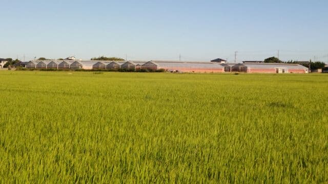 夏の田んぼ