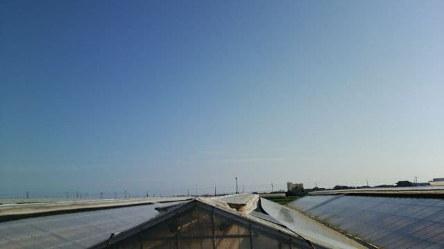 キュウリの準備①今日も洗う