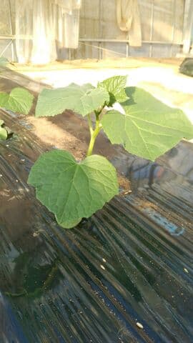 キュウリの定植終了