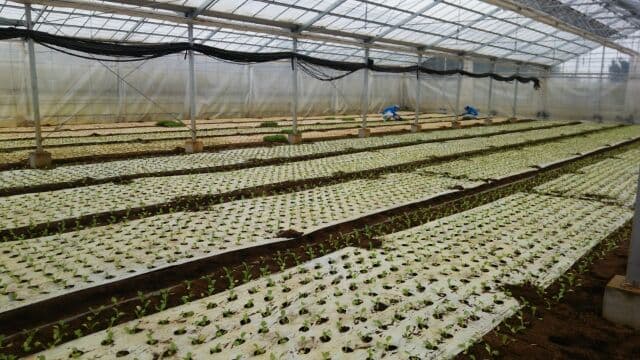 旭農業高校の農業実習