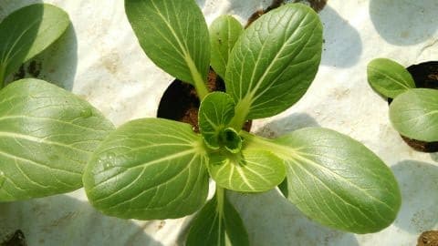 チンゲン菜収穫から定植