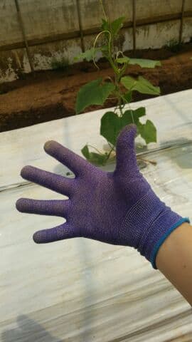 チンゲン菜からキュウリへ