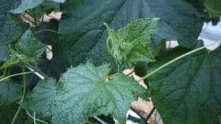 キュウリの摘芯