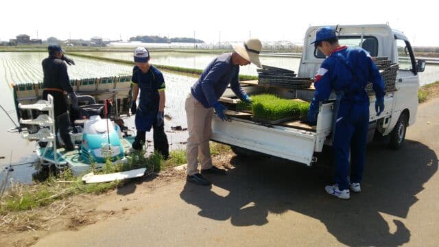 田植え