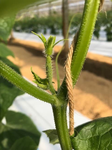 キュウリの成長