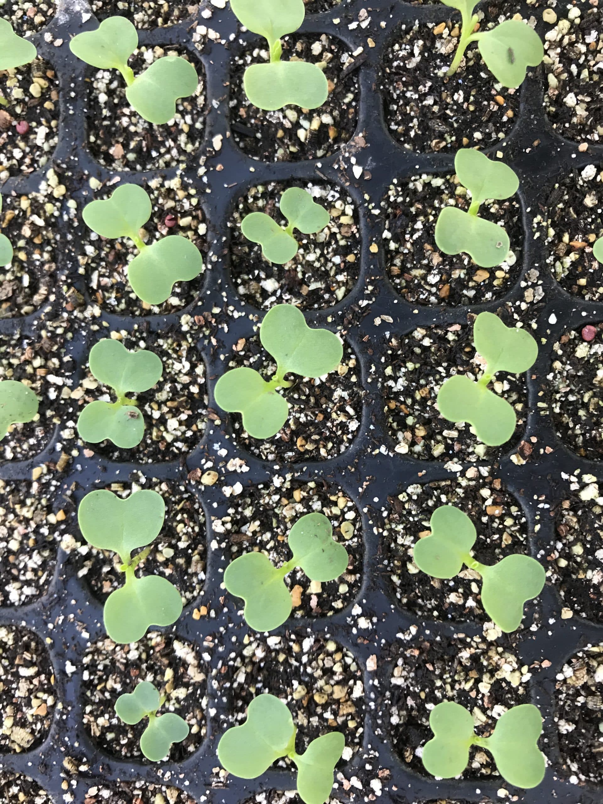 チンゲン菜出荷開始